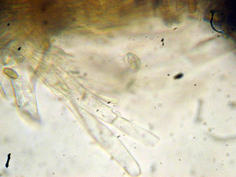 Cortinarius 2 da determinare (cfr. Cortinarius scobinaceus)